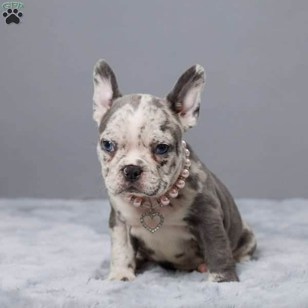 Carmen, Frenchton Puppy